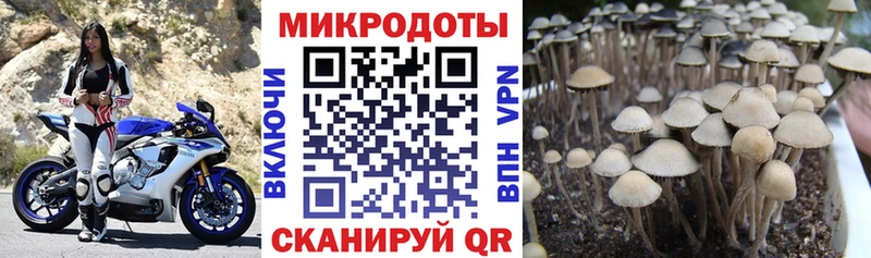 Галлюциногенные грибы Cubensis  omg зеркало  Раменское 